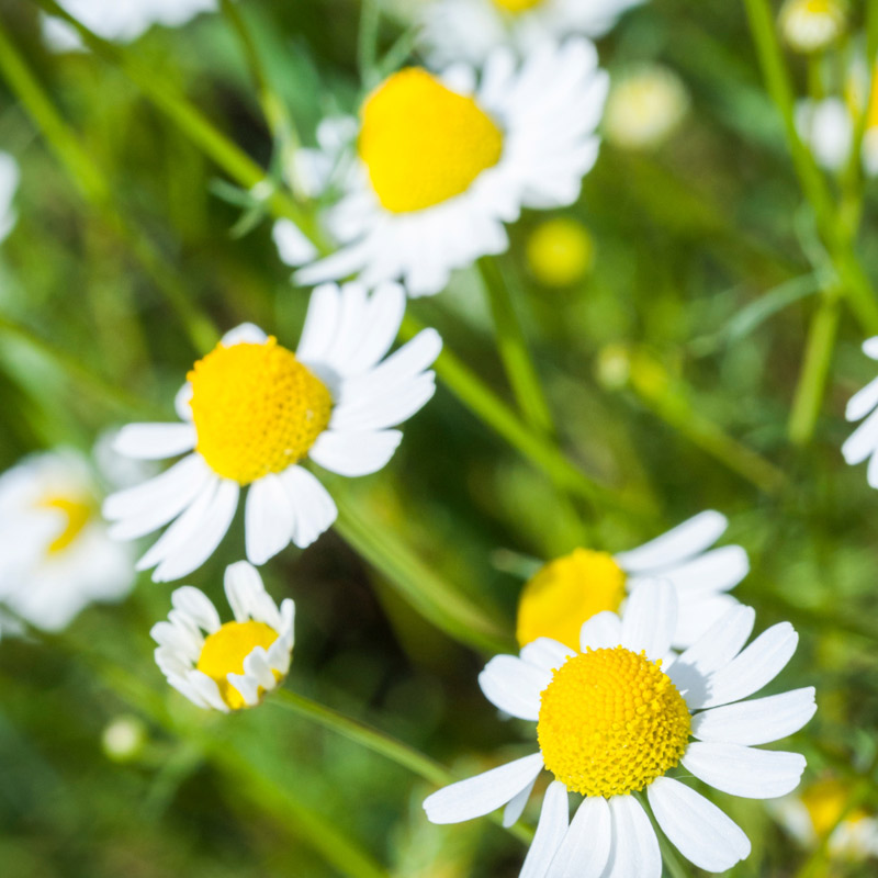 Gernam Chamomile Essential Oil