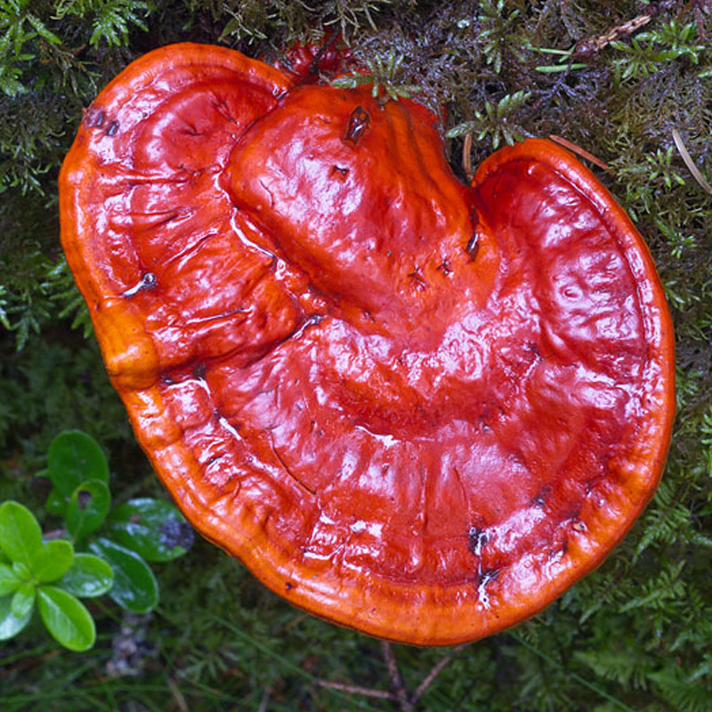 Ganoderma