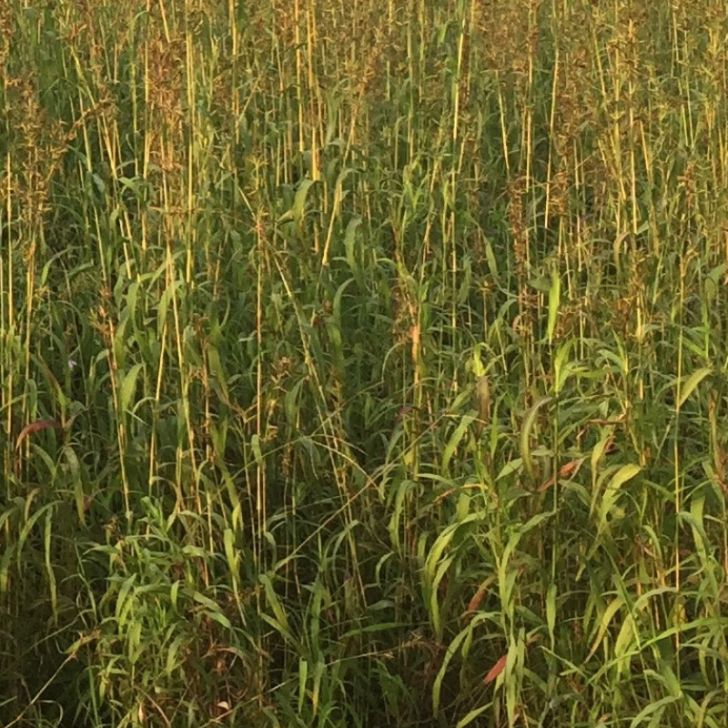 Palmarosa Essential oil